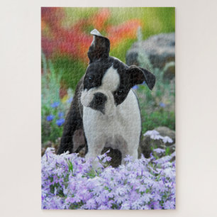 Boston Terrier Dog Cute Puppy Animal Head Photo -- Jigsaw Puzzle