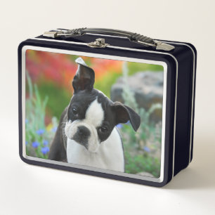 Boston Terrier Dog Cute Puppy Animal Head Photo .. Metal Lunch Box