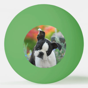Boston Terrier Dog Cute Puppy Animal Head Photo Ping Pong Ball