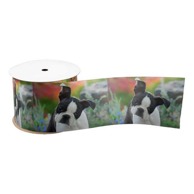 Boston Terrier Dog Cute Puppy Portrait Pet Photo - Satin Ribbon (Spool)