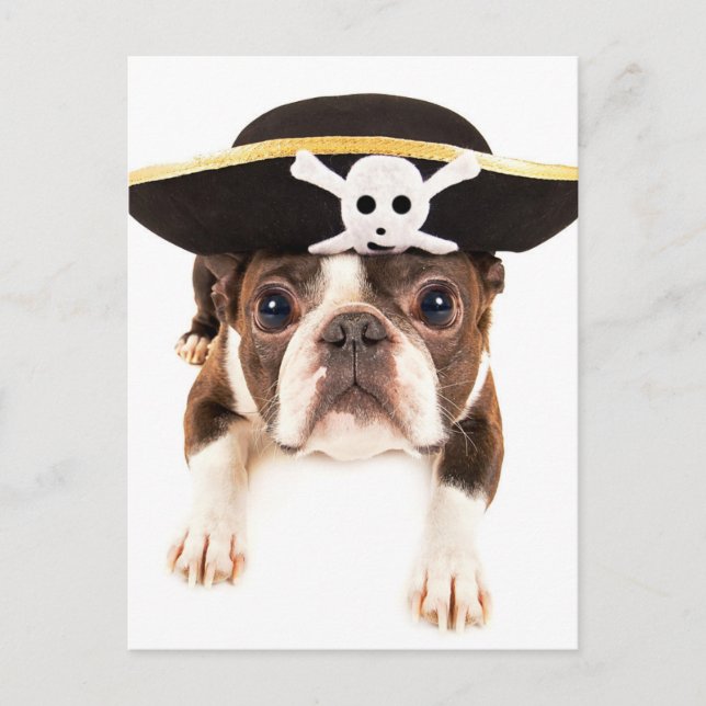 Boston Terrier Dog Dressed As A Pirate Postcard (Front)