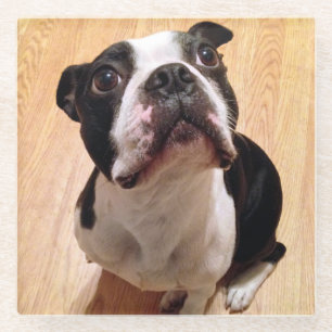 Boston Terrier Dog Glass Coaster
