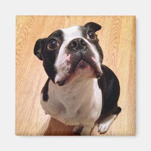 Boston Terrier Dog Magnet