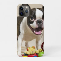 Boston Terrier Dog Playing with Toys