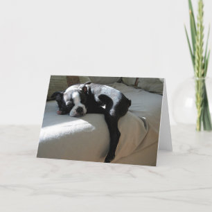 Boston Terrier Dog Portrait Blank Greeting Card