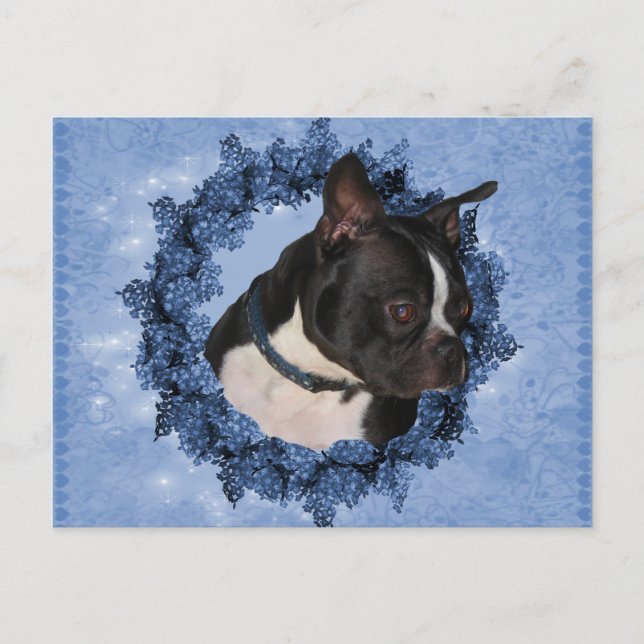 Boston Terrier Dog  Postcard (Front)