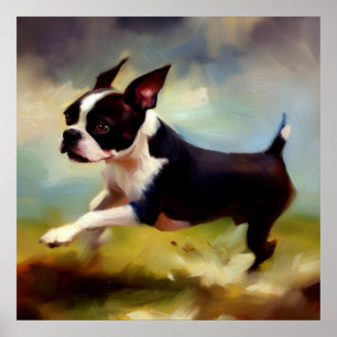 Boston Terrier Dog  Poster