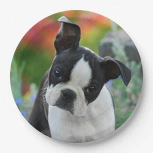 Boston Terrier Dog Puppy Portrait, happy party Paper Plate