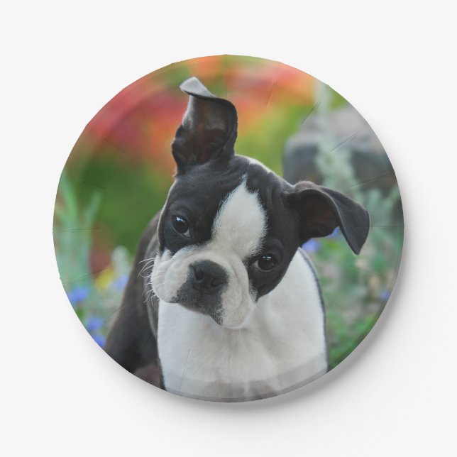 Boston Terrier Dog Puppy Portrait, party Paper Plate (Front)