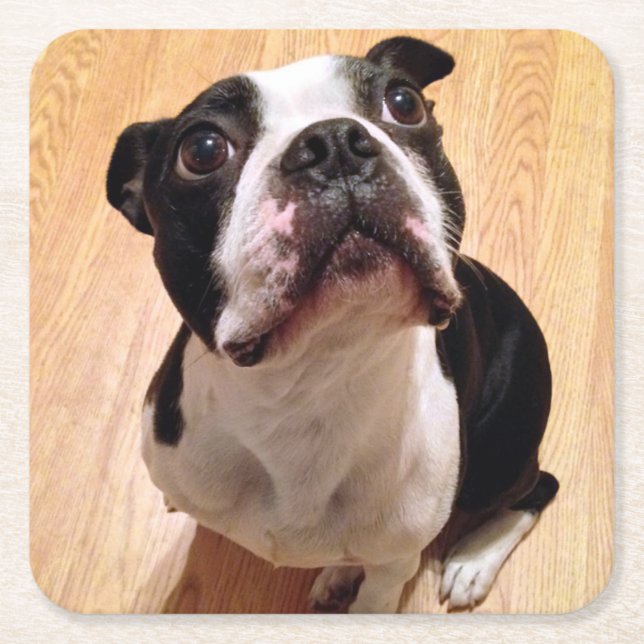 Boston Terrier Dog Square Paper Coaster (Front)