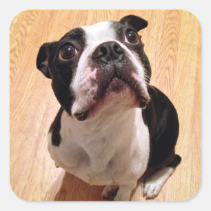 Boston Terrier Dog Square Sticker