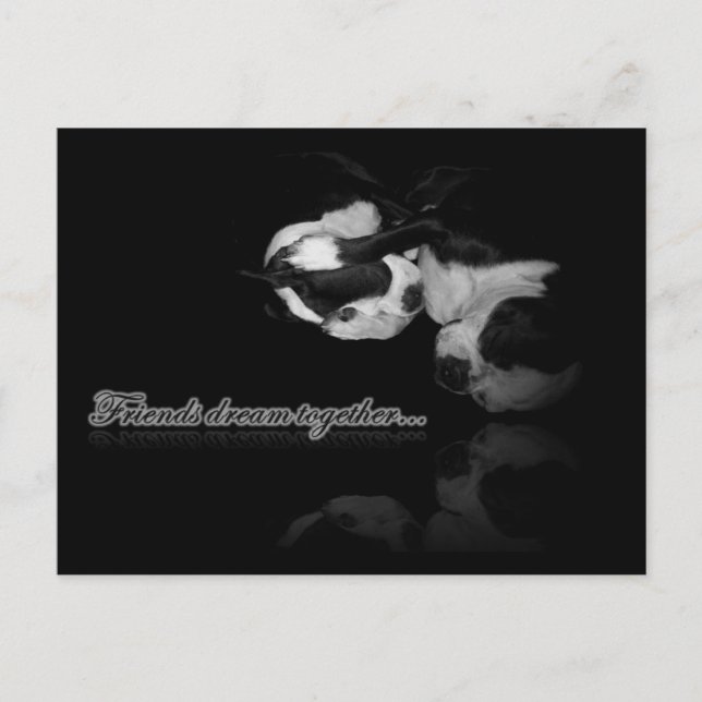 Boston Terrier Dreams - Postcard (Front)
