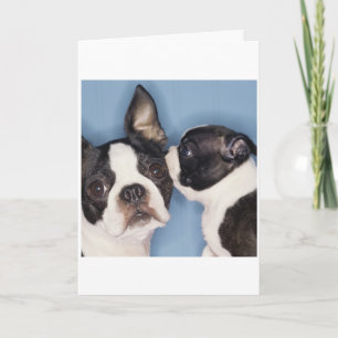 Boston Terrier Father's Day Card