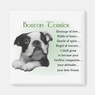Boston Terrier Gifts Magnet