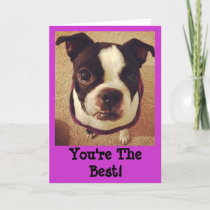 Boston Terrier Greeting Card
