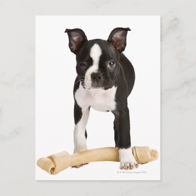 Boston terrier guarding twisty bone postcard (Front)