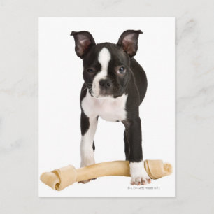 Boston terrier guarding twisty bone postcard