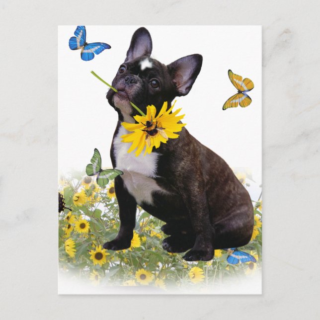 Boston Terrier Holds Daisy Postcard (Front)