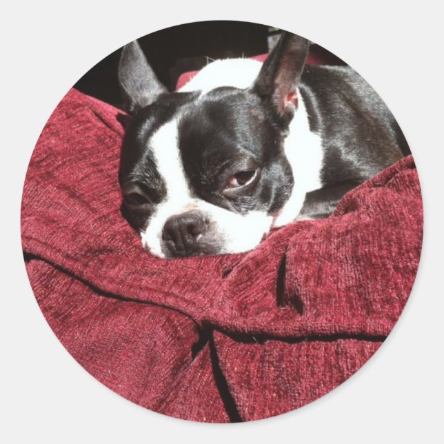 Boston Terrier Holly Classic Round Sticker (Front)