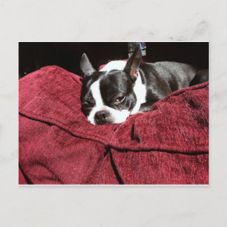 Boston Terrier Holly Postcard