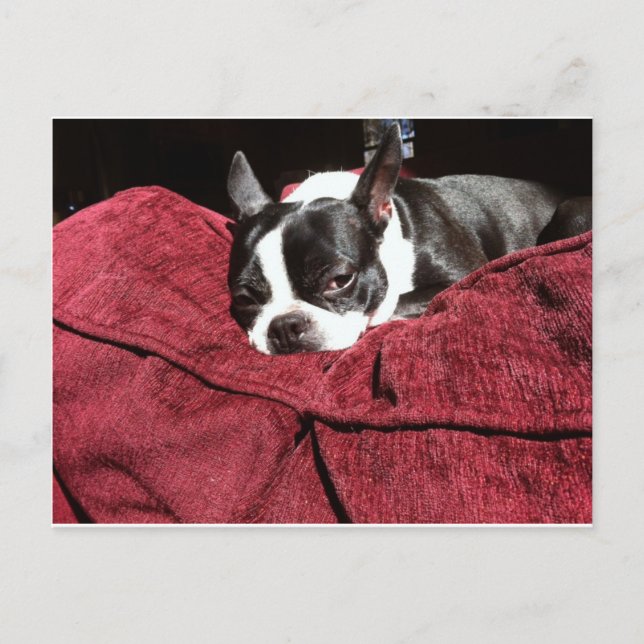 Boston Terrier Holly Postcard (Front)