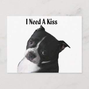 Boston Terrier: I Need a Kiss Postcard