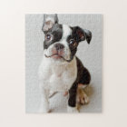 Boston Terrier
