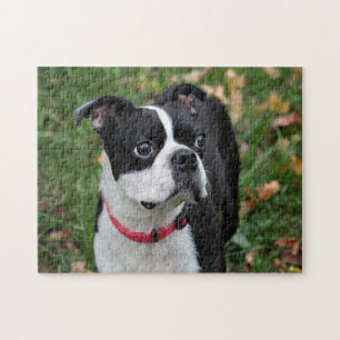 Boston terrier jigsaw puzzle