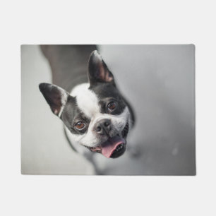 Boston Terrier Looks Up Doormat