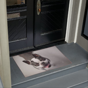 Boston Terrier Looks Up Doormat