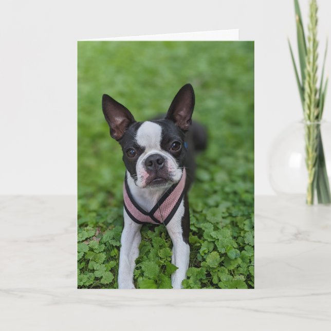 Boston Terrier Love Card (Front)