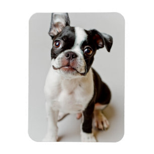 Boston Terrier Magnet