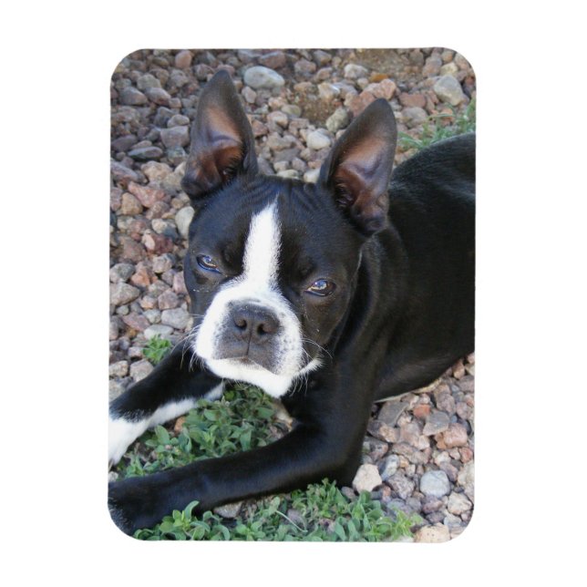 Boston Terrier Magnet (Vertical)