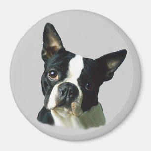 Boston Terrier Magnet