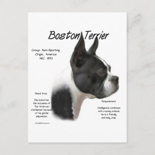 Boston Terrier Meet the Breed Postcard