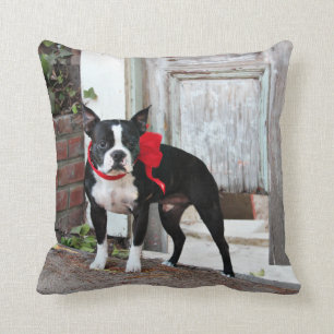 Boston Terrier - Miles Cushion