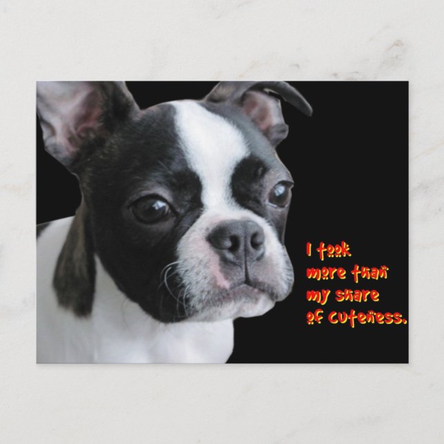 Boston Terrier:  More than my share of cuteness Postcard (Front)
