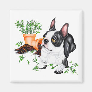 Boston Terrier Naughty Pup Magnet
