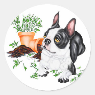 Boston Terrier Naughty Pup Sticker