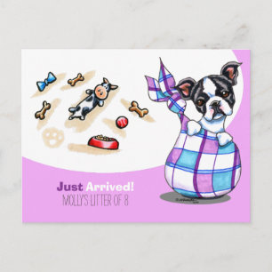 Boston Terrier New Puppy Social Postcard