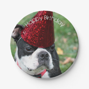 Boston Terrier Paper Plate