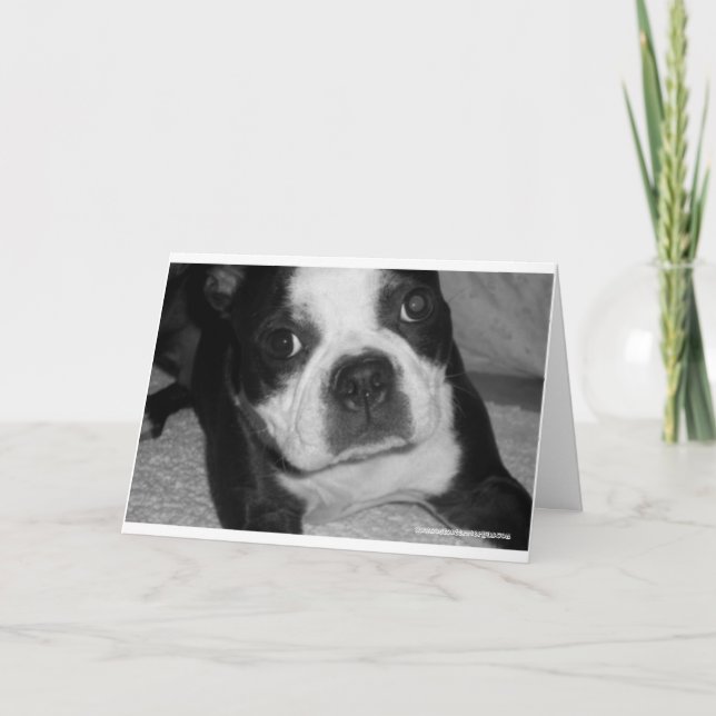 Boston Terrier Pet Sympathy Cards (Front)