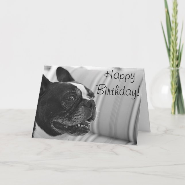 Boston Terrier photo Card (Front)