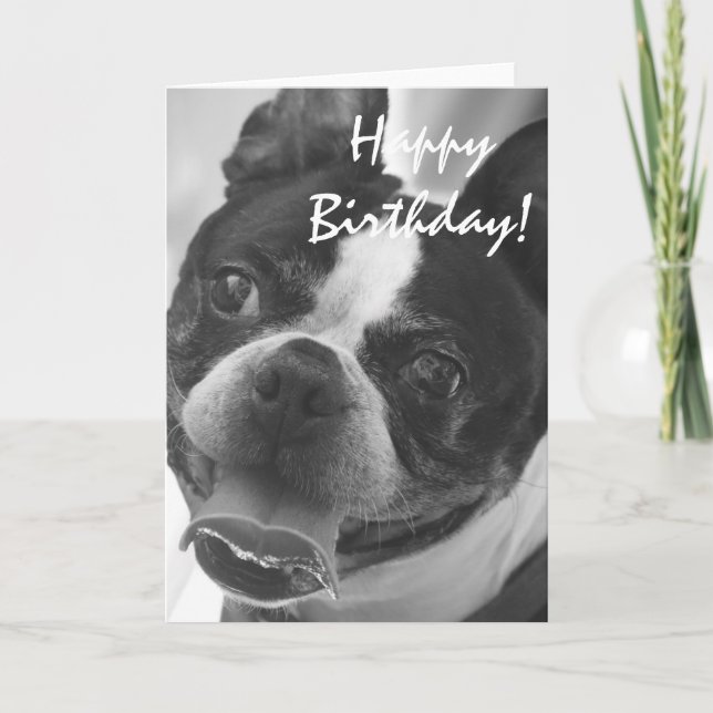Boston Terrier photo Card (Front)