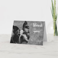 Boston Terrier photo