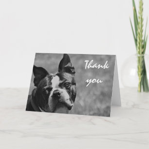 Boston Terrier photo Thank You Card