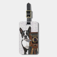 Boston Terrier Photographer 2