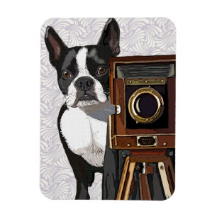 Boston Terrier Photographer 2 Magnet