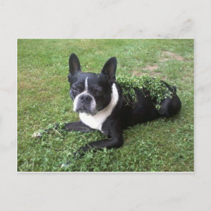 boston terrier post card