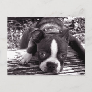 Boston terrier post card